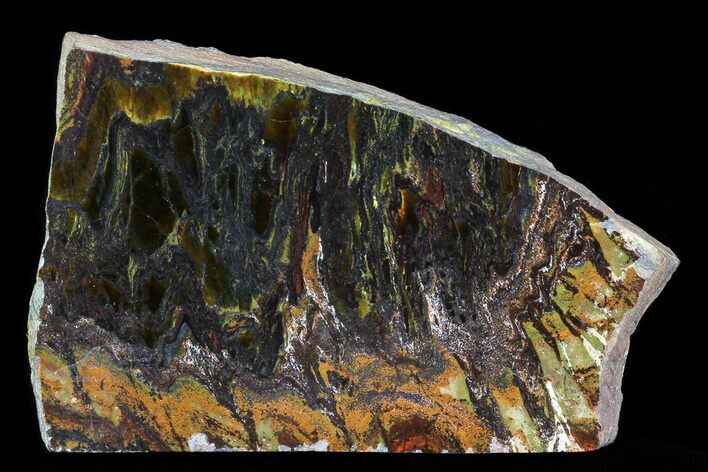 Polished Tiger Iron Stromatolite - ( Billion Years) #75821